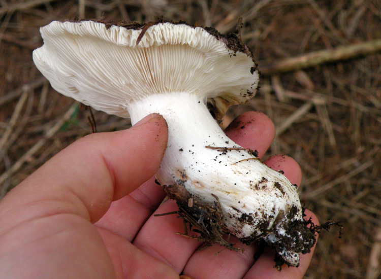 Russule, russule, russule...